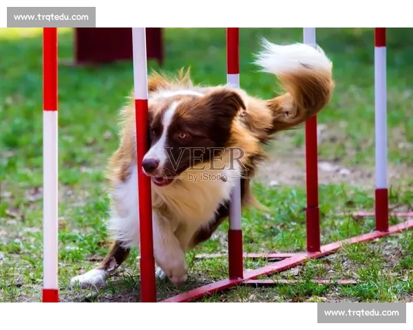 边境牧羊犬敏捷赛场精彩瞬间与训练技巧全解析